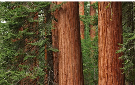 Excursión a Muir Woods y Sausalito con entradas a Alcatraz