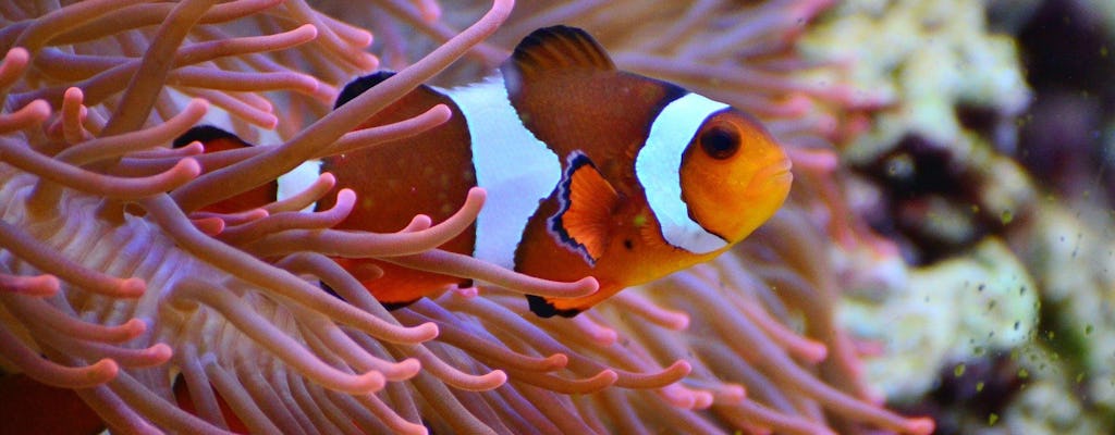 Cape Town Two Oceans Aquarium with one way transfer