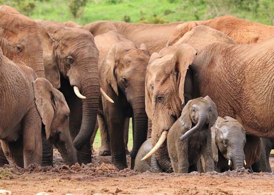 Wycieczka do Addo Elephant Park