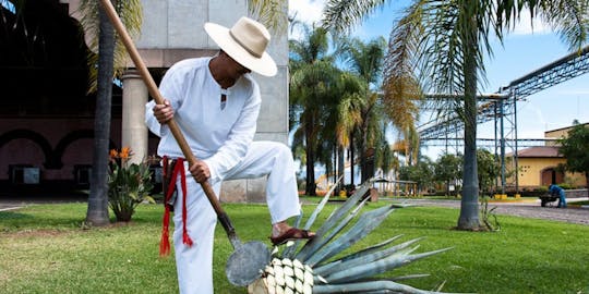 Tour e degustazione di tequila da Guadalajara