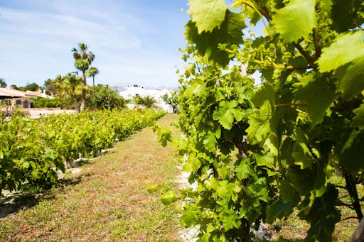 Mendoza Winery
