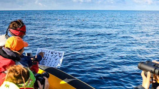 Expédition d'observation des oiseaux marins de 3 heures au départ de Vila Franca do Campo