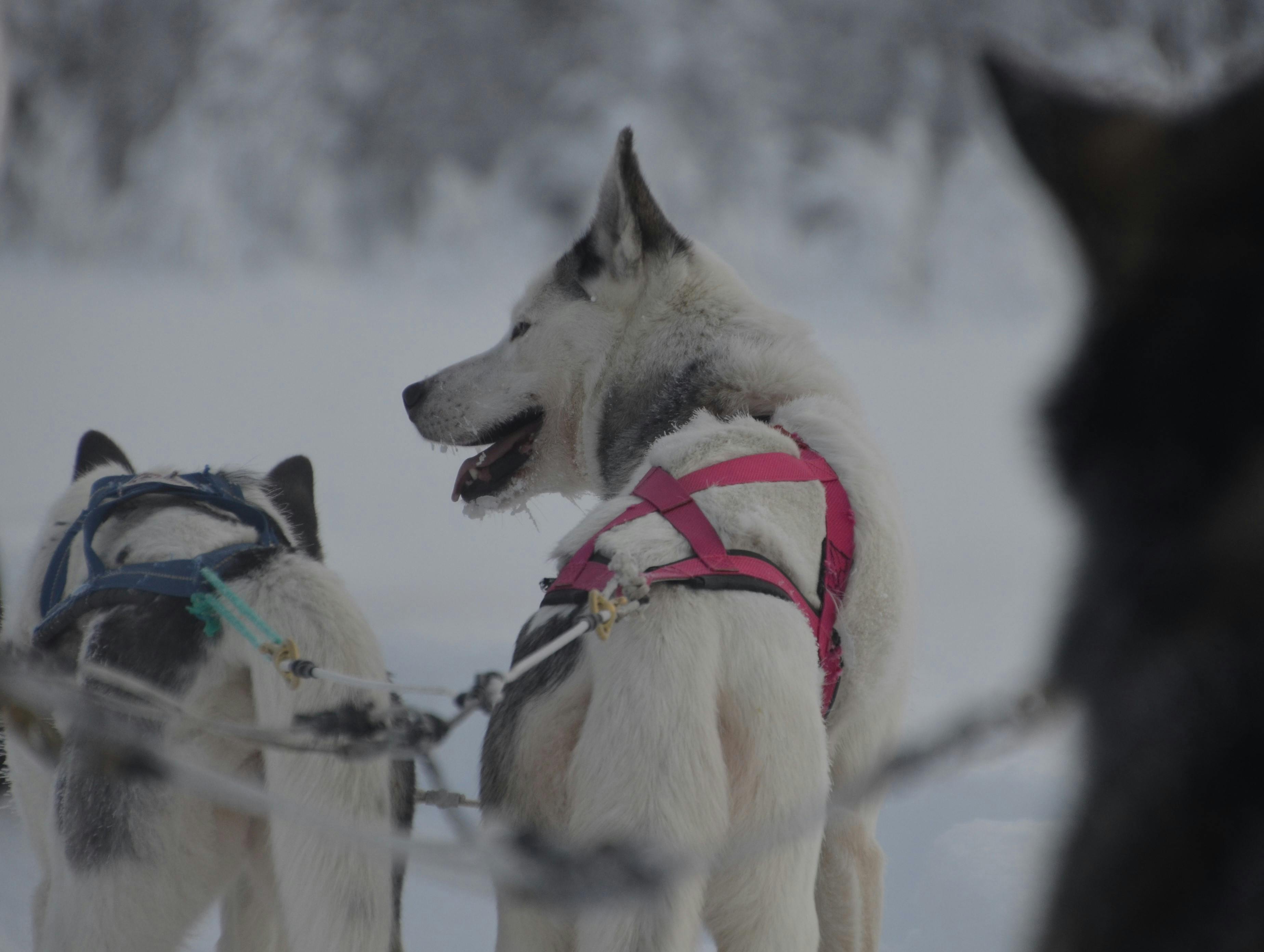 Visite una granja de husky que incluye un paseo en trineo de 10 km de husky