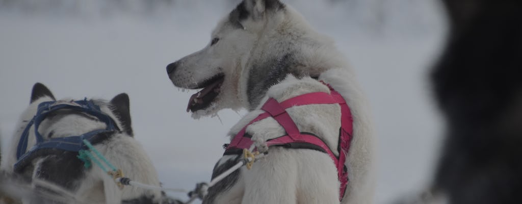 Visit a husky farm including a 10KM husky sleigh ride