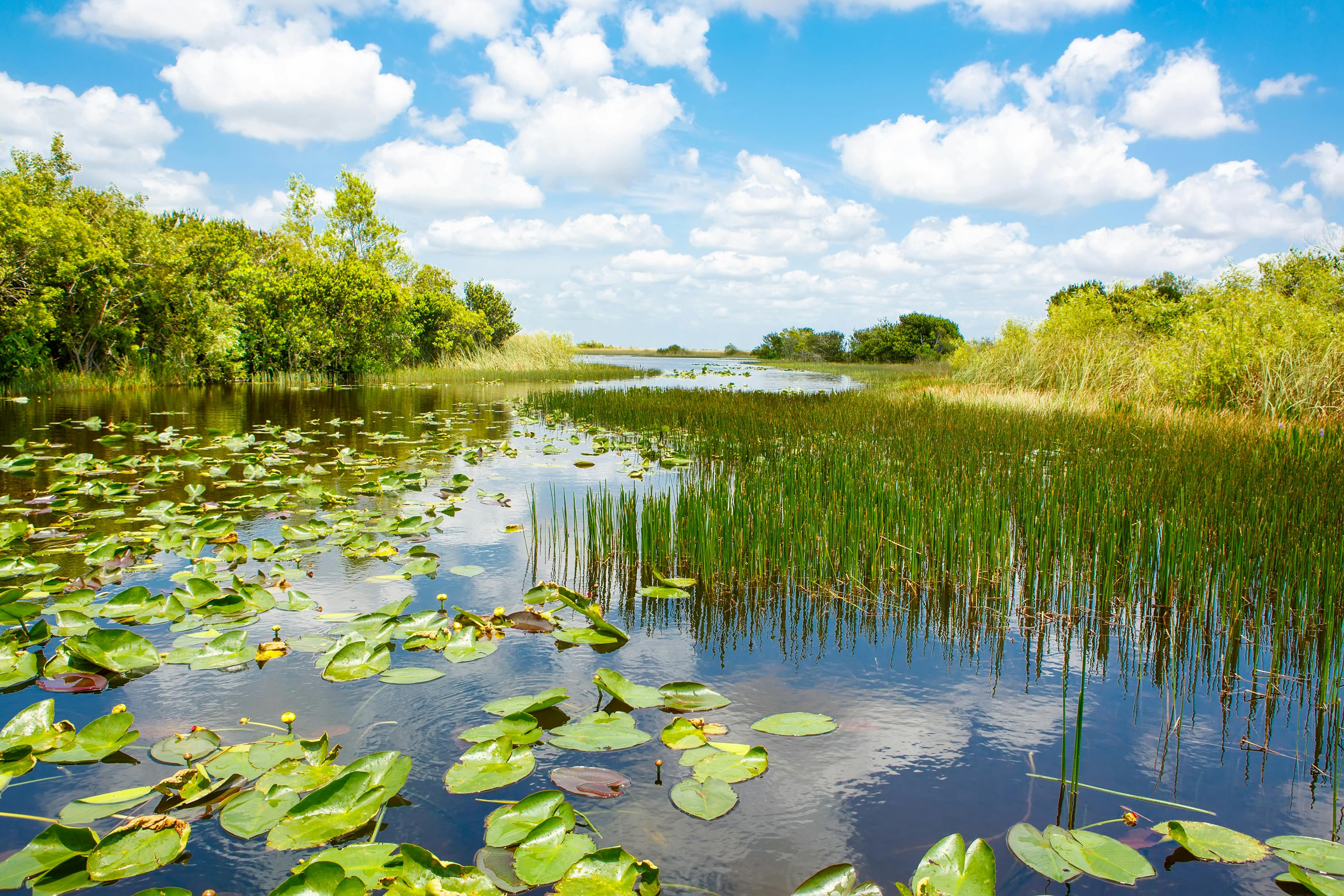 Die Everglades