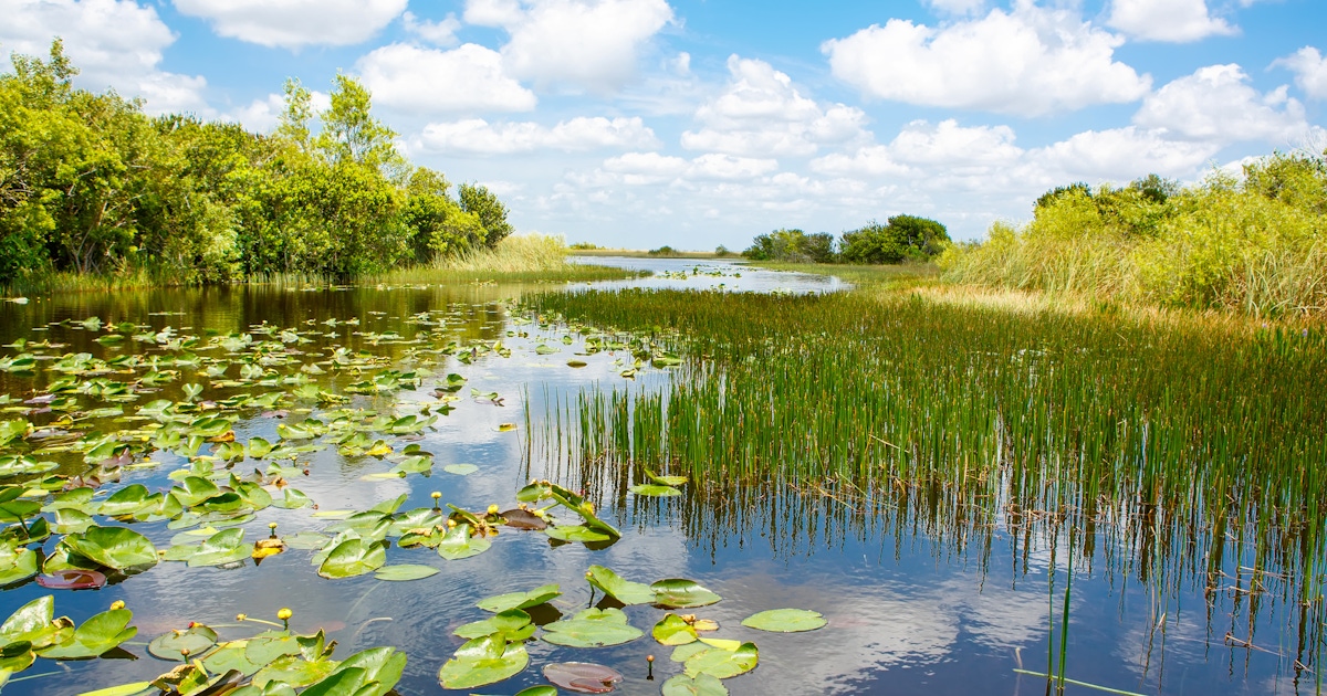 Everglades National Park Tours and Tickets  musement