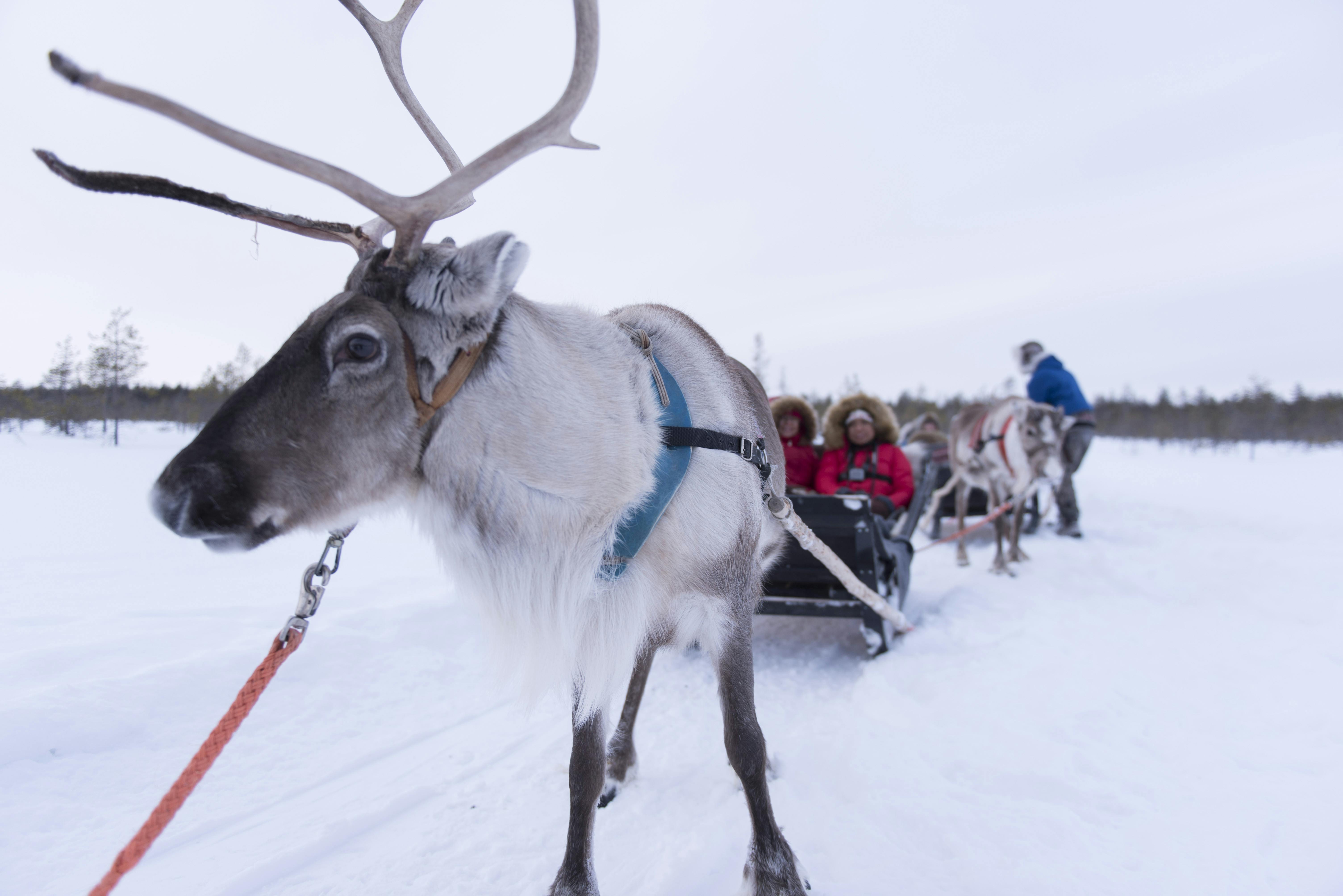 Reindeer safari from an authentic farm Musement