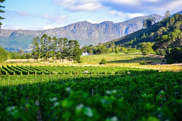 Half-day private experience at Groot Constantia