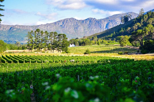 Expérience privée d'une demi-journée à Groot Constantia