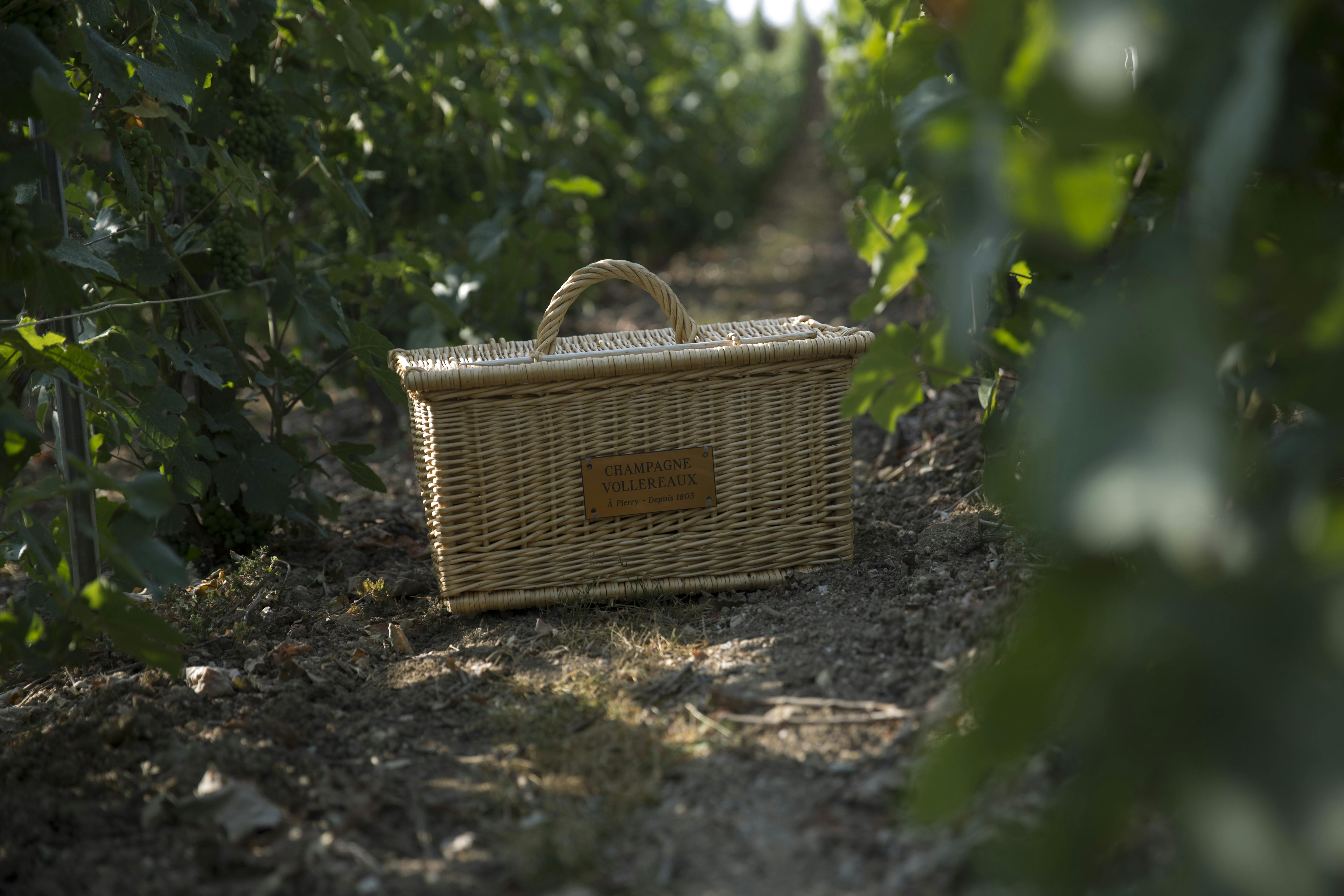 Rondleiding door de Vollereaux Champagne-kelder met een picknick in de wijngaard