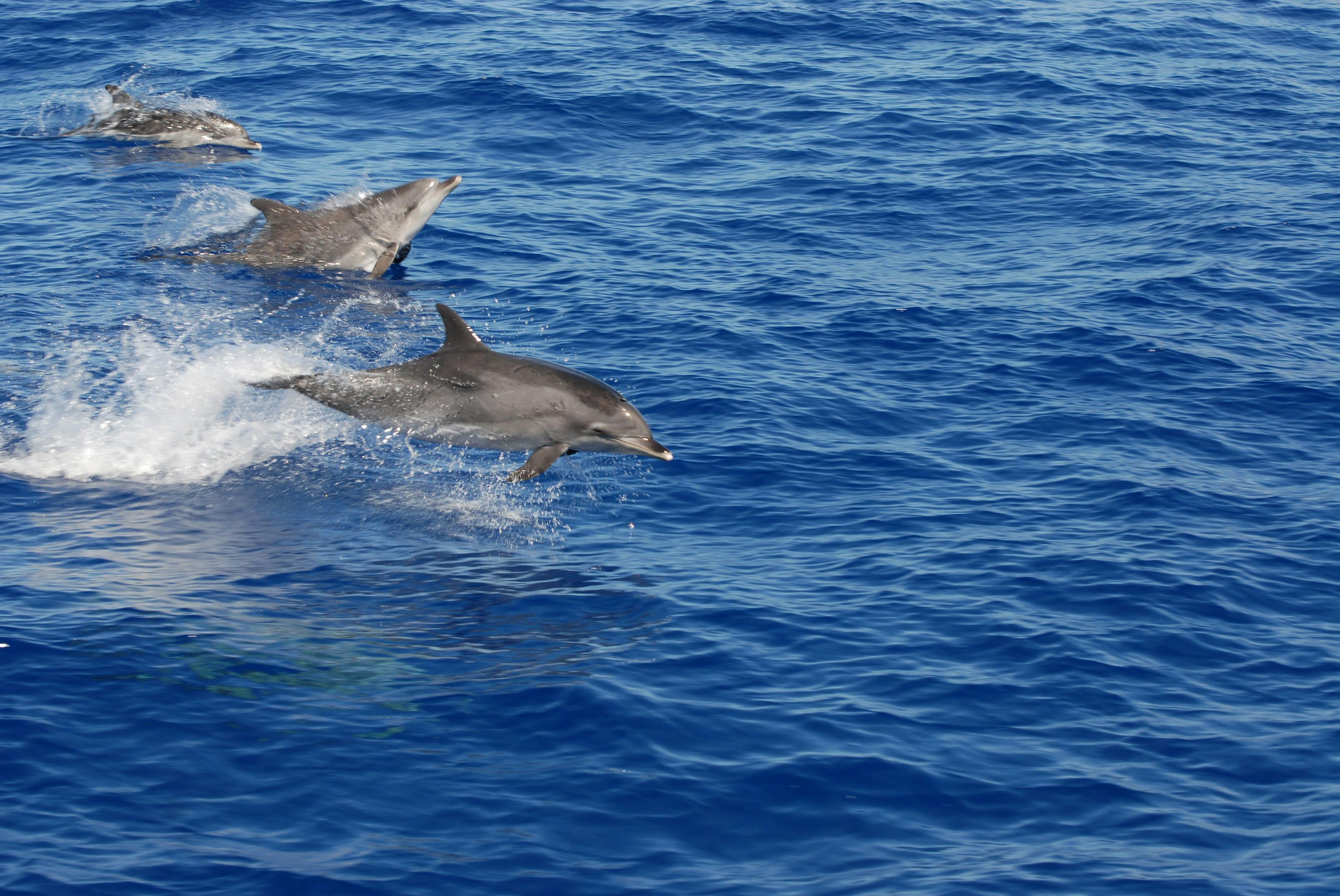 Madeira Dolphin & Whale Tour