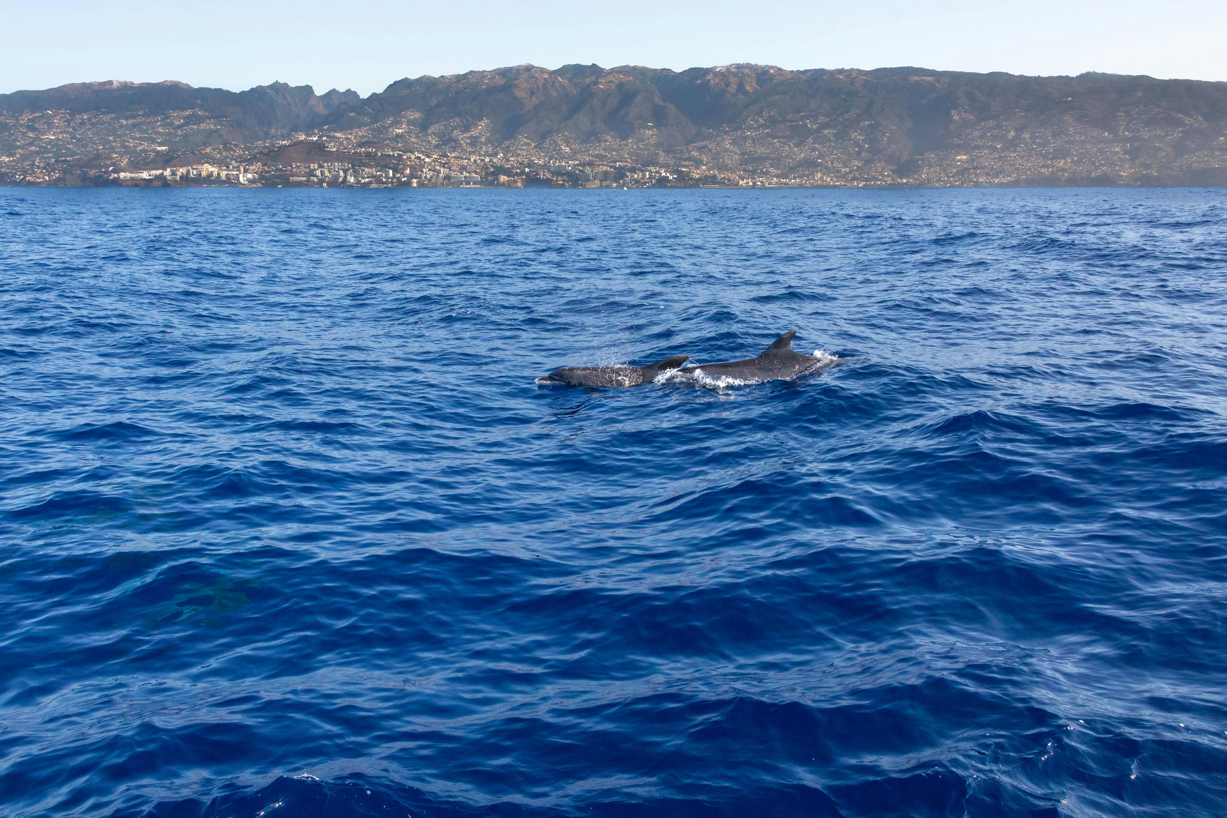 Madeira Dolphin & Whale Tour