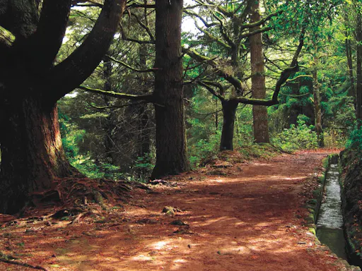 Queimadas Walk