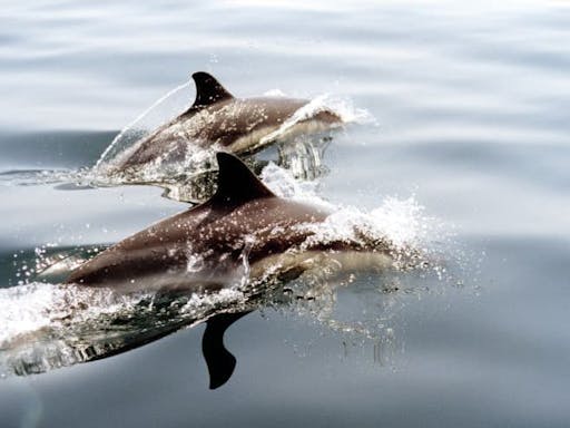 Madeira Dolphin & Whale Tour