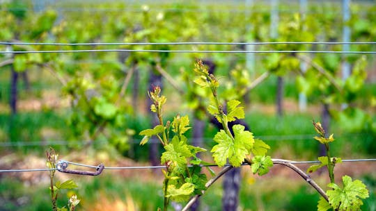 Excursão privada de meio dia para Spier Wine Estate
