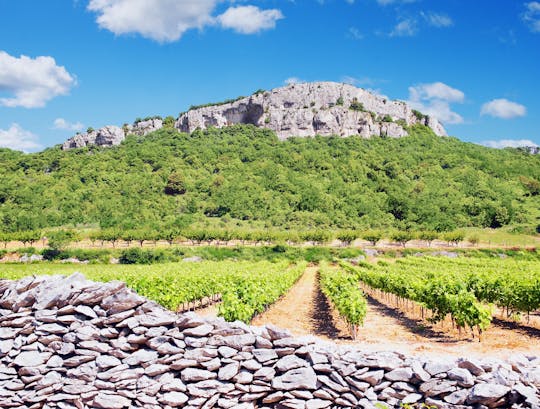Pic Saint-Loup wine tasting experience for small groups