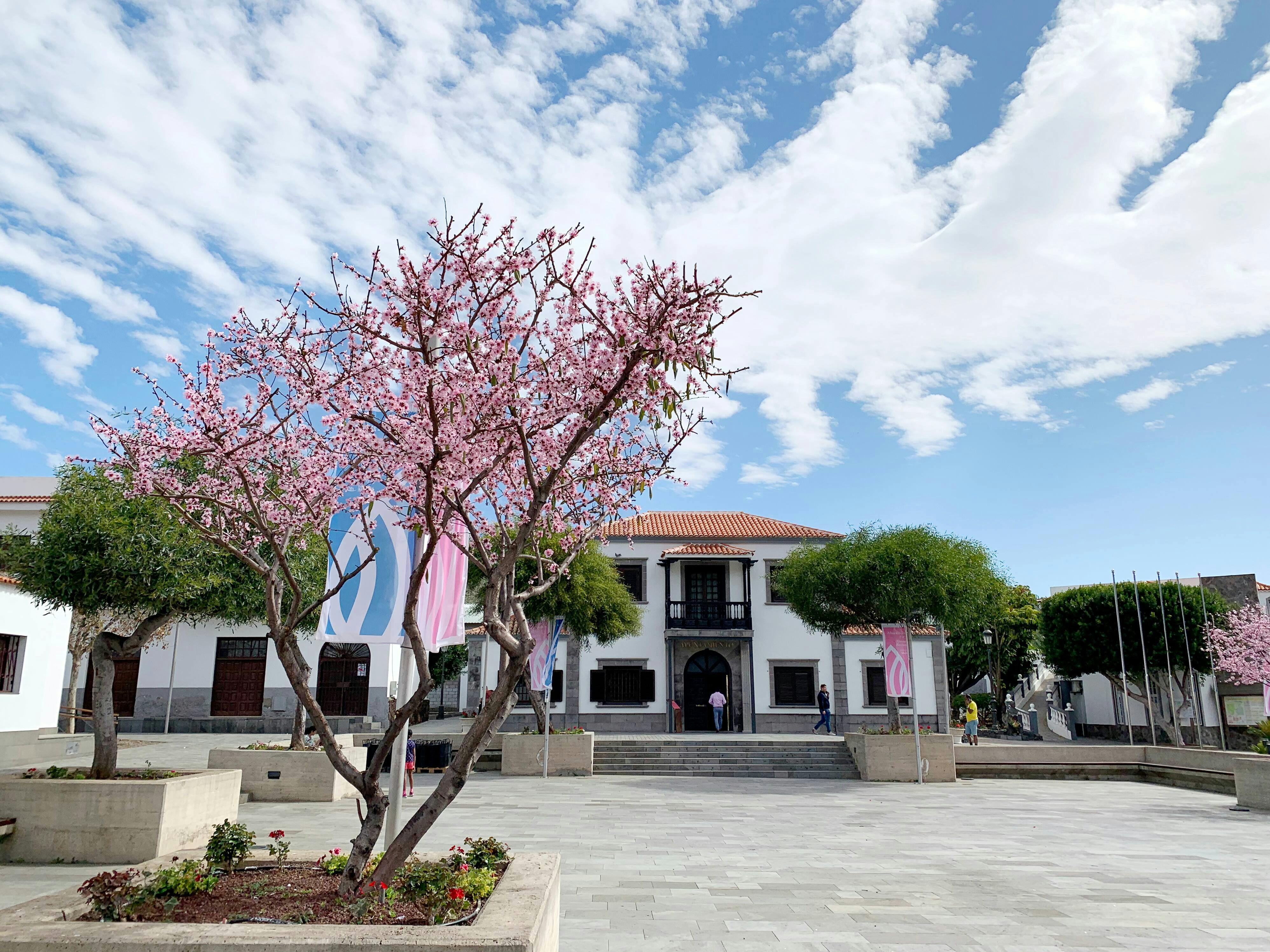 Twizy Safari Tenerife Tour for One