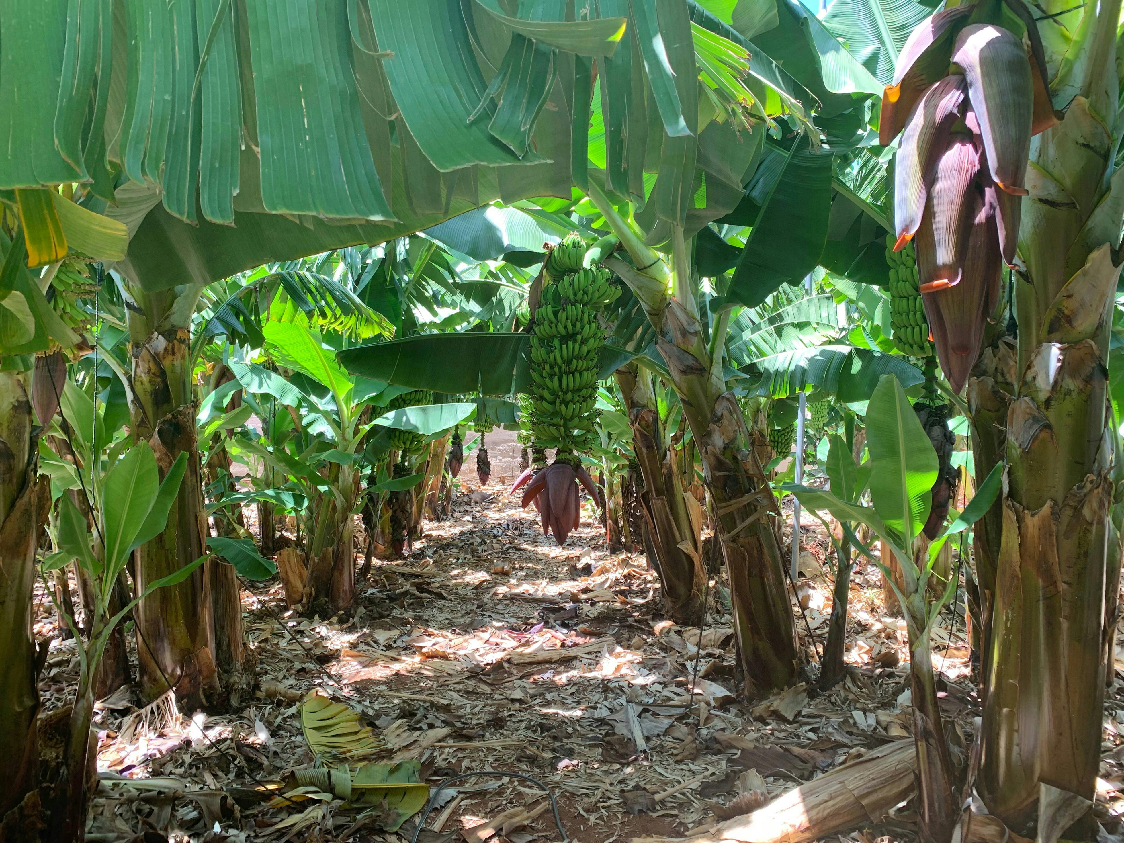 Twizy Safari Tenerife Tour for One