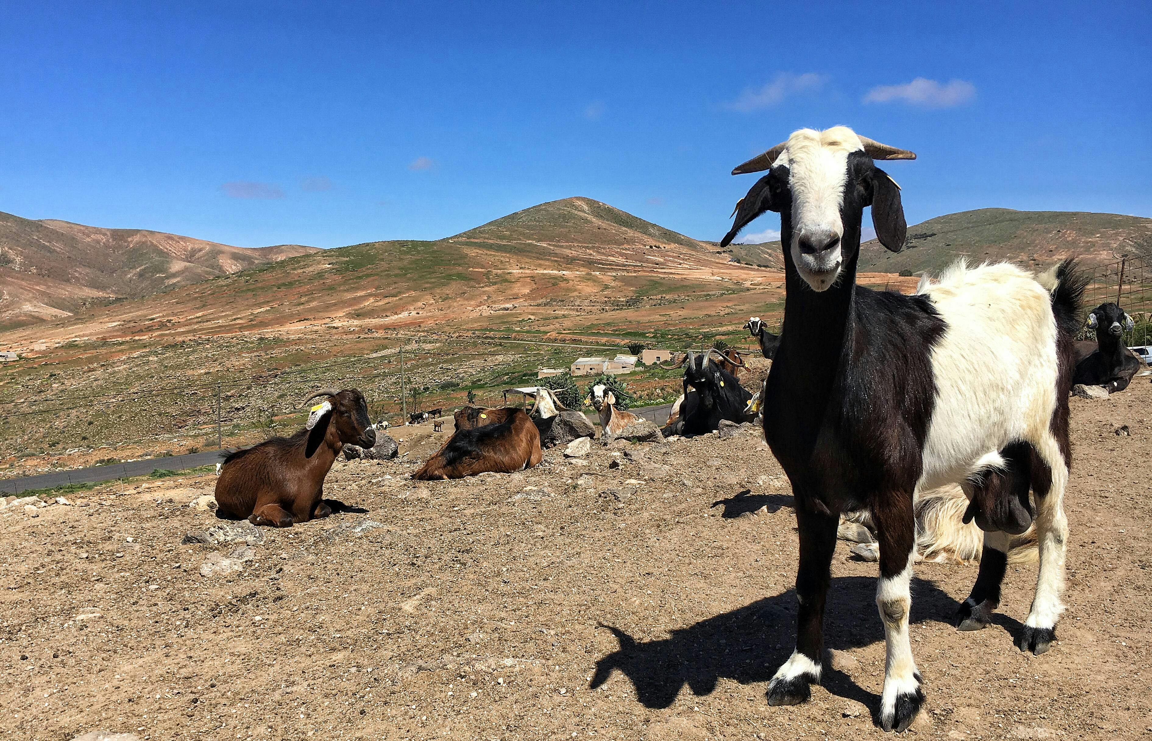 Fuerteventura South Tour