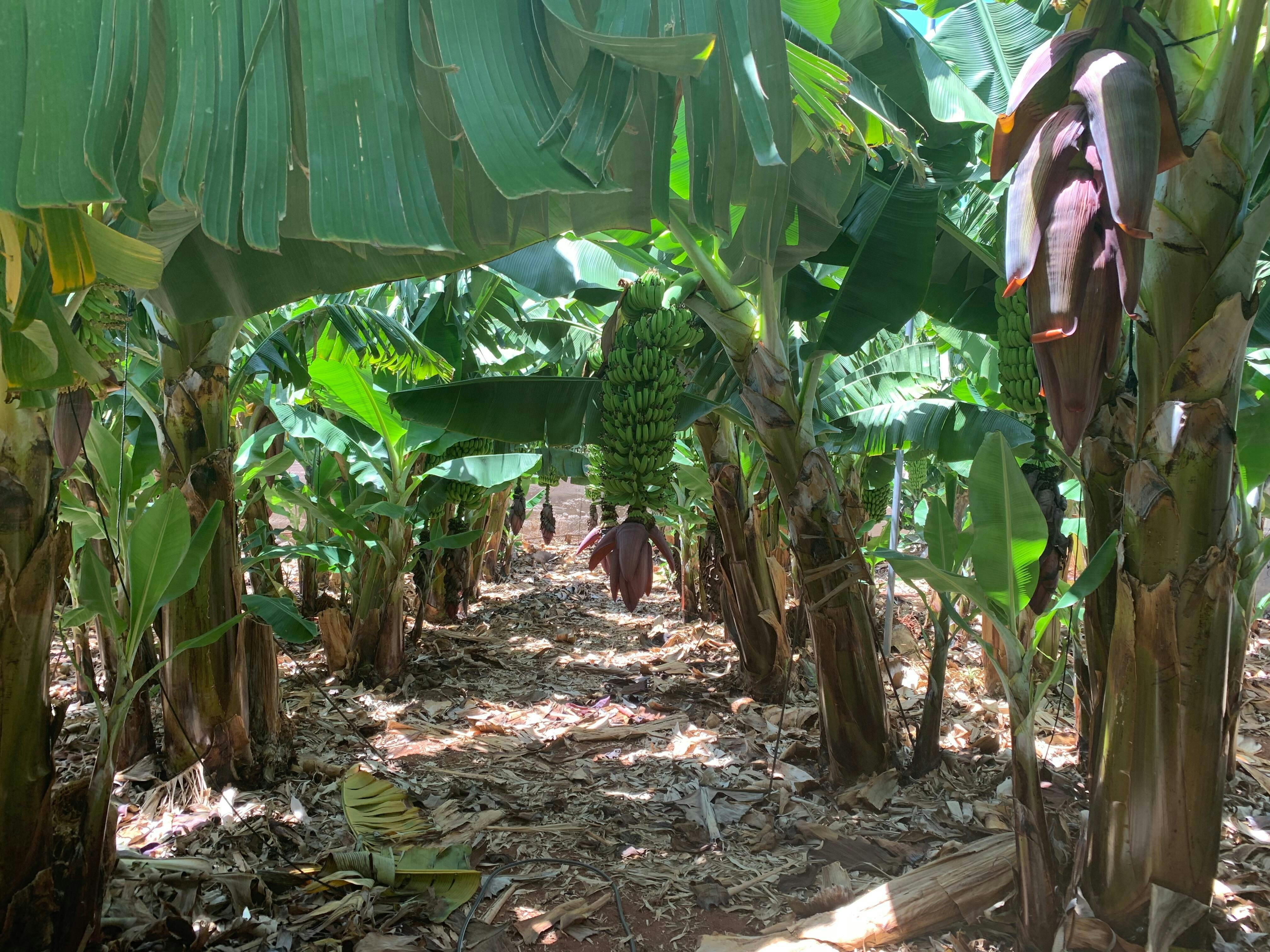 Twizy Safari Tenerife Tour for One