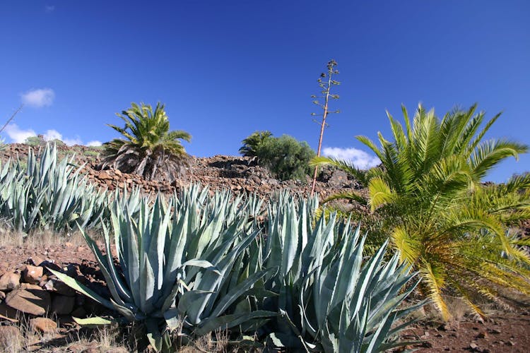 Hike to La Fortaleza