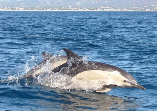 Dolphin-watching cruise ticket
