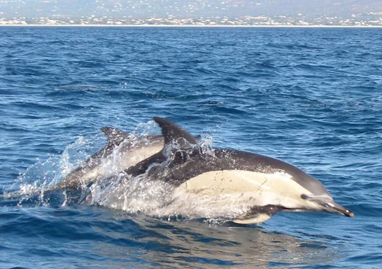 Dolphin-watching cruise ticket