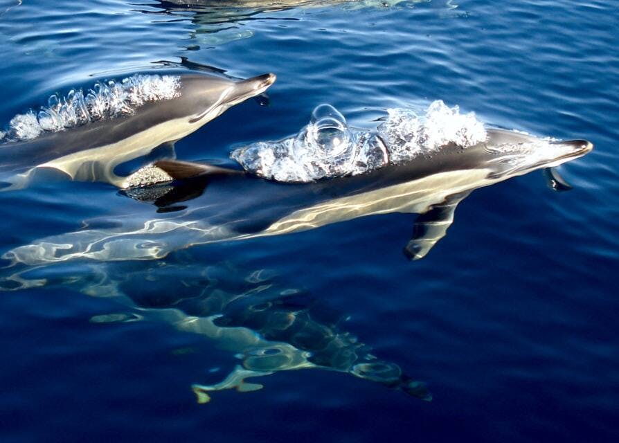 Dolphin Watching Cruise Ticket