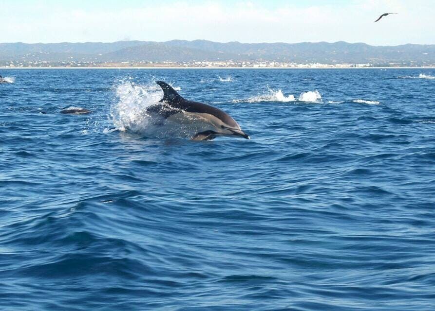 Dolphin Watching Cruise Ticket