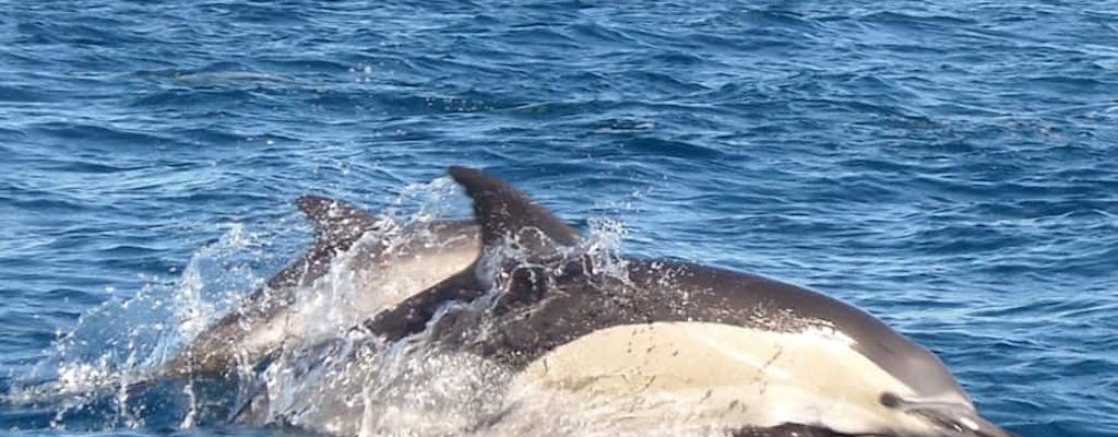 Dolphin-watching cruise ticket