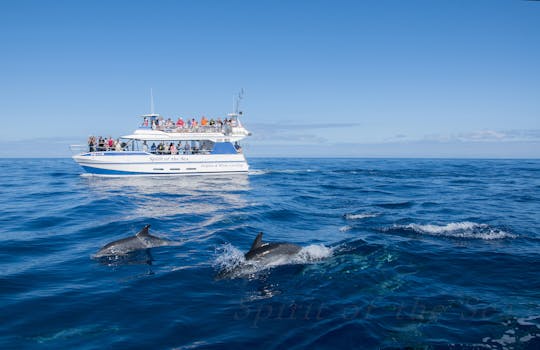 Avistamiento de delfines y ballenas