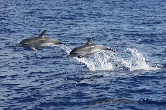 Amazing land & sea tour with open roof 4x4 and dolphin spotting