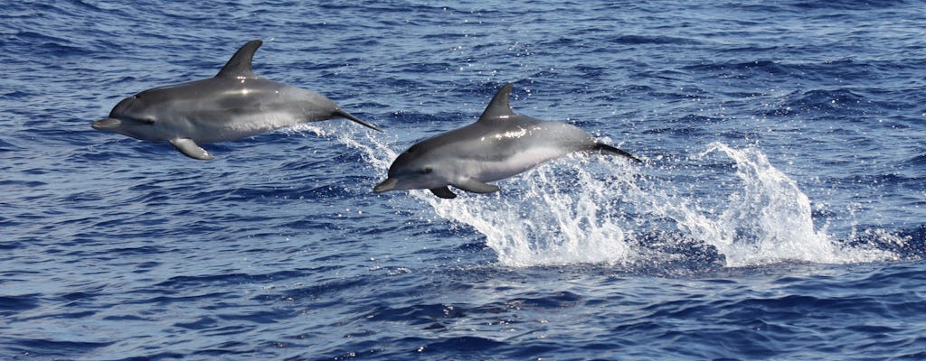 Incredibile tour terrestre e marittimo con tetto aperto 4x4 e avvistamento di delfini