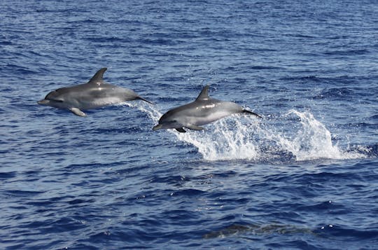Tocht over land en zee: 4x4 met open dak en dolfijnen spotten