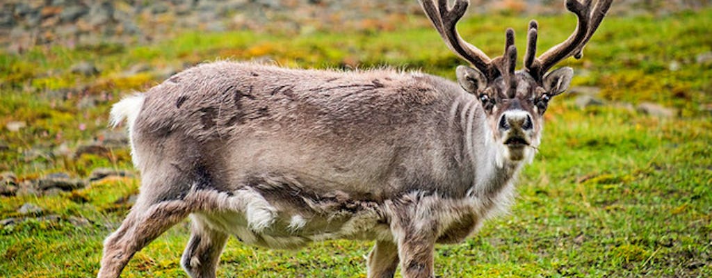 Helsinki and Nuuksio reindeer park private tour