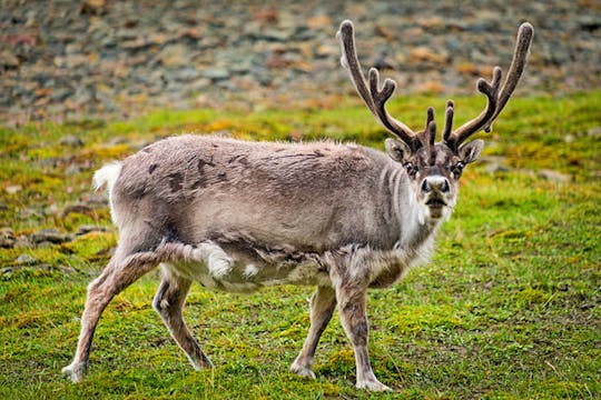 Helsinki and Nuuksio reindeer park private tour