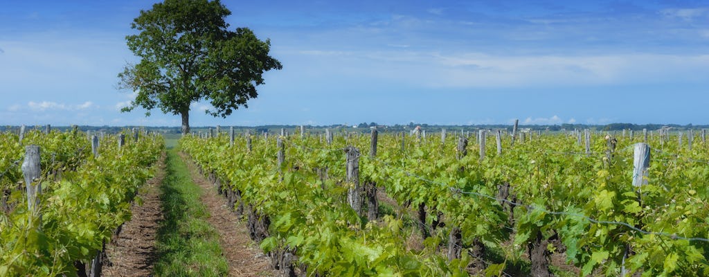 "Cognac from vine to glass" private tour from Bordeaux
