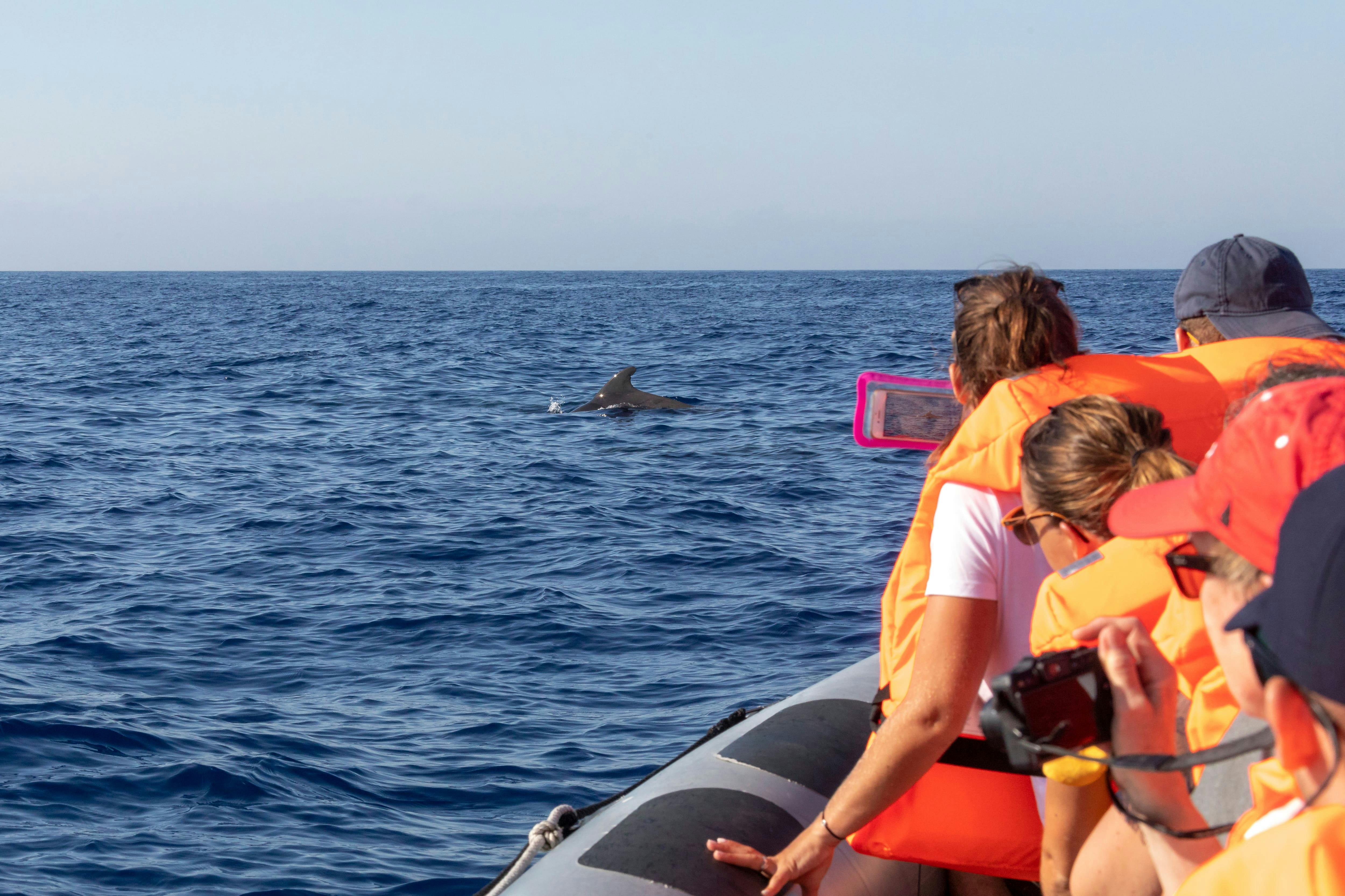 Dolphin and Whale Watching Speed Boat Tour