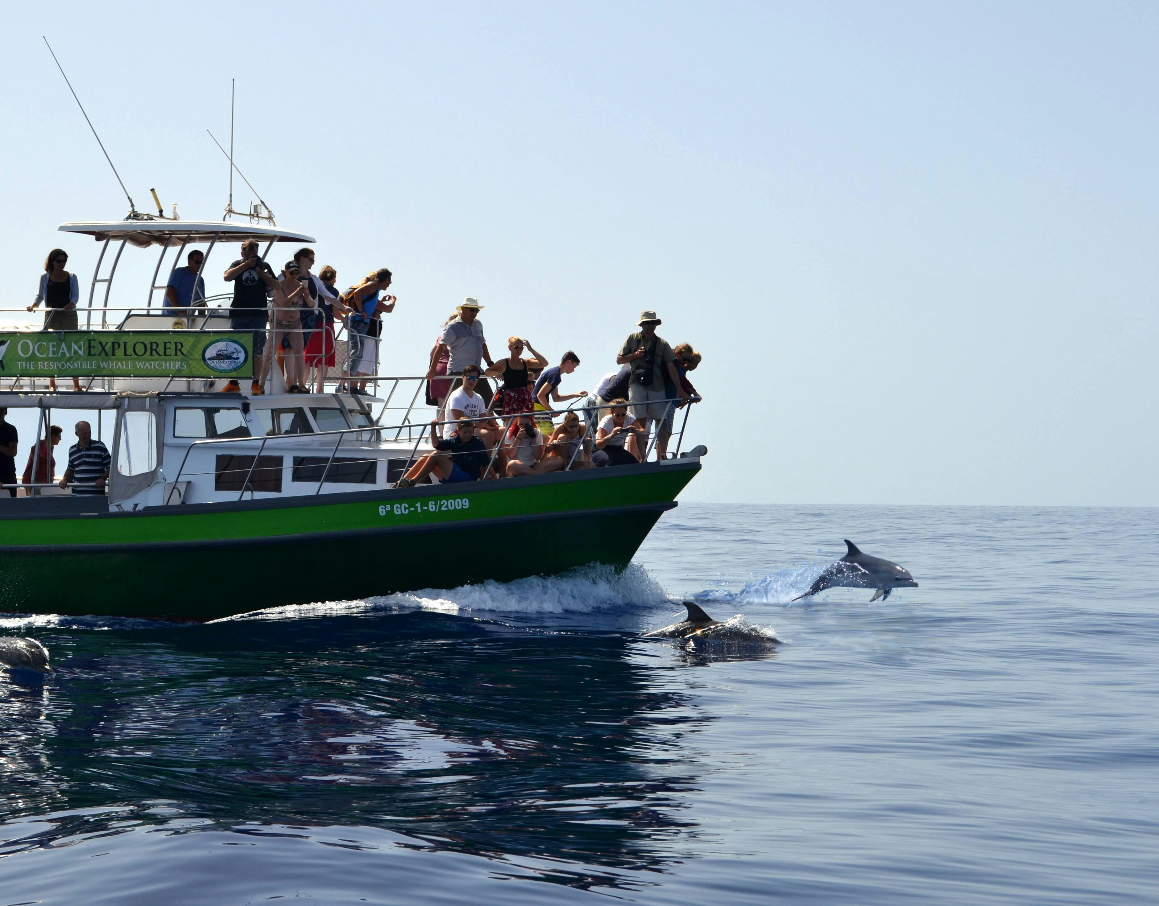 Billet de sortie en mer d'observation des baleines sur le Flipper le matin