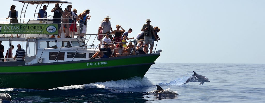 Billet de sortie en mer d'observation des baleines sur le Flipper le matin