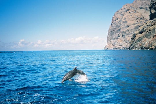 Luxury whale and dolphin watching experience