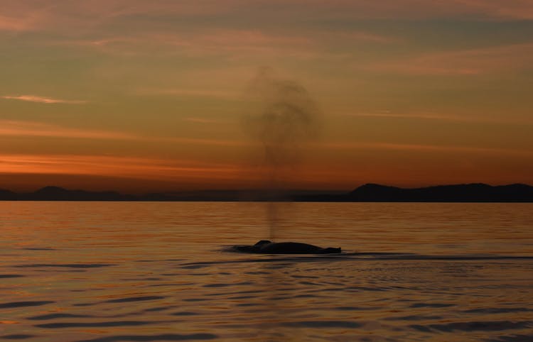 Sunset whale watching adventure from Victoria