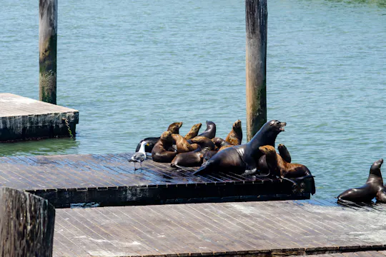 San Francisco bus tour with Bay cruise