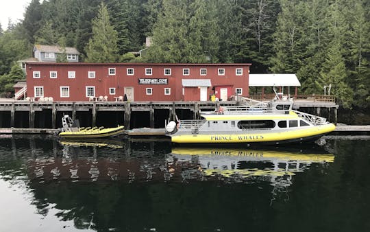 Excursion d'observation des baleines d'une demi-journée à Telegraph Cove
