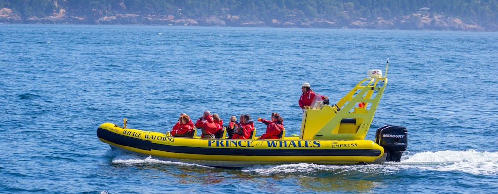 Aventure d'observation des baleines en zodiac depuis Telegraph Cove