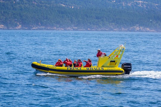 Avventura di osservazione delle balene dello zodiaco da Telegraph Cove