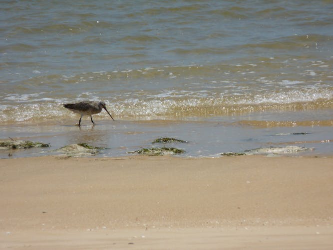 Ria Formosa Natural Park 4 islands tour