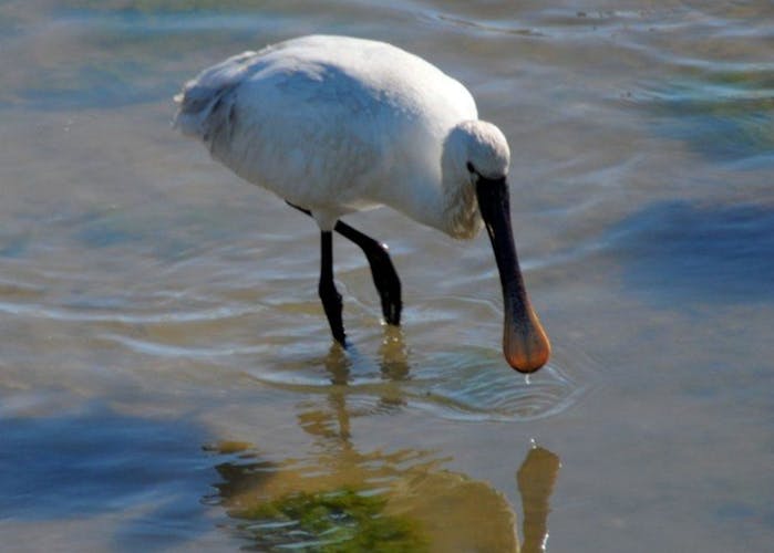 Ria Formosa Natural Park 4 islands tour