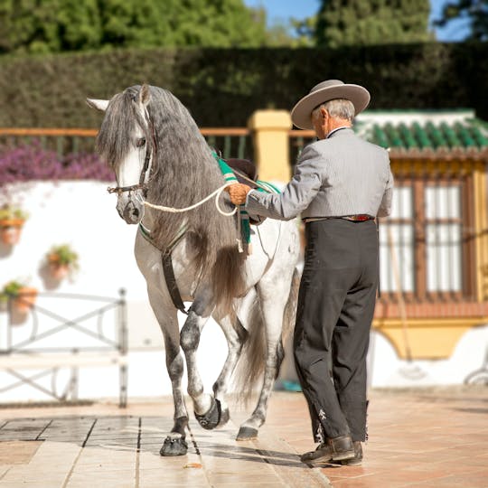 Pokaz flamenco dla koni andaluzyjskich w Torremolinos