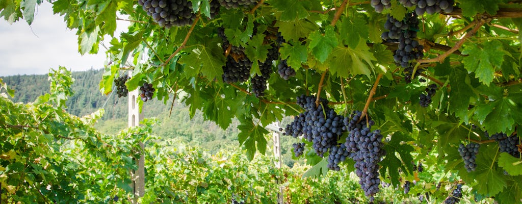 Degustacja wina Amarone w Weronie dla małych grup
